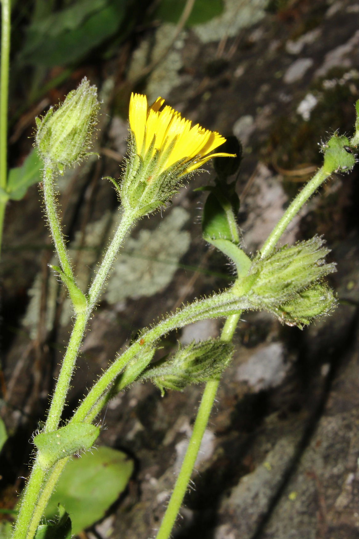 Hieracium amplexicaule  / Sparviere a foglie abbraccianti